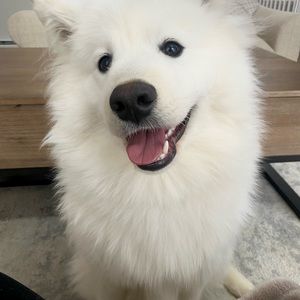 Meet your Posher, Khat